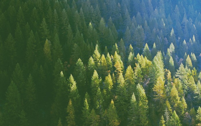 Sunlight filtering through a dense forest of evergreen trees