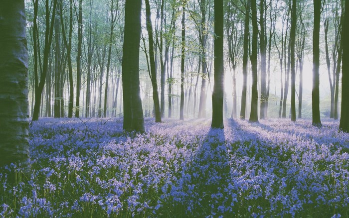 Sunlight filtering through trees in a bluebell forest