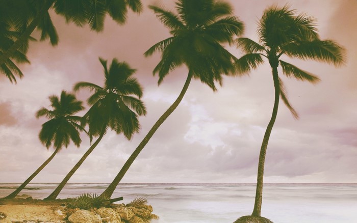 Palm trees on a beach with ocean waves