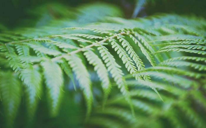 Close up of a green fern leaf