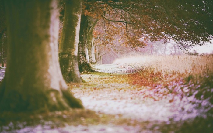 Trees lining a path in autumn with fallen leaves
