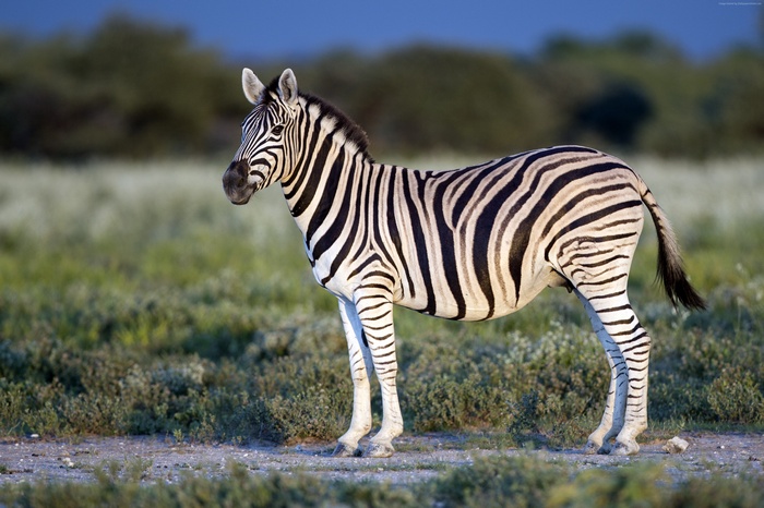 Zebra with black and white stripes standing in a field