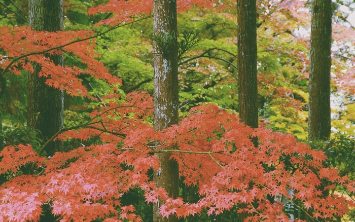 Autumn forest with red maple leaves and trees