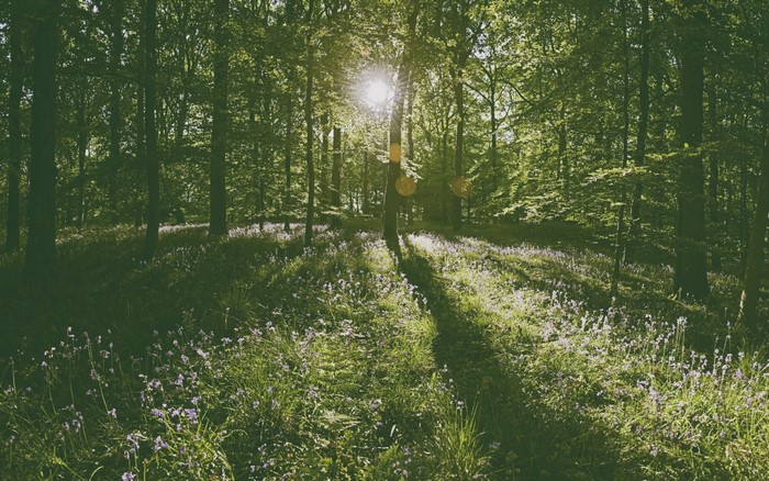 Sunlight filtering through trees in a forest with wildflowers
