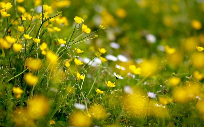 Close-up of yellow wildflowers in a green meadow