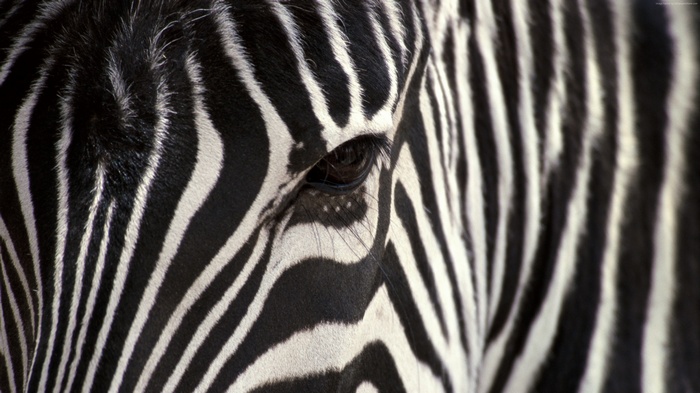 Close-up of a Zebra's Eye and Stripes