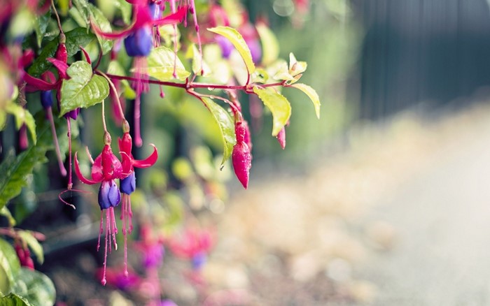 Close-up of Fuchsia flowers with water droplets