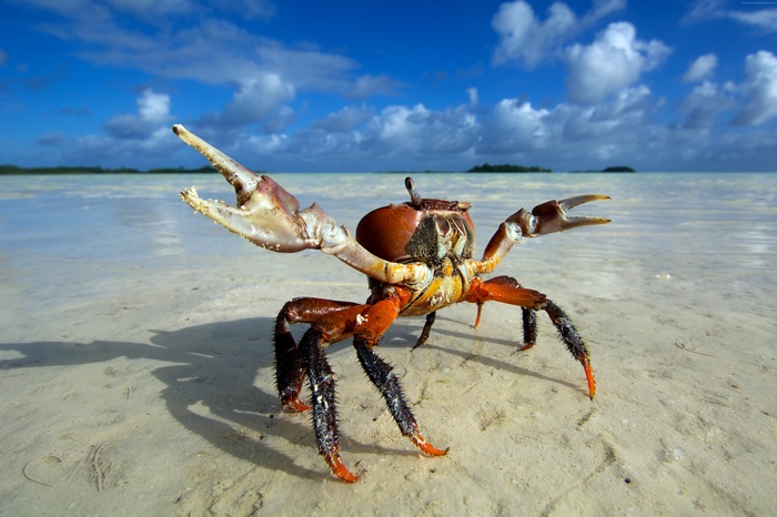 Crab on a sandy beach with blue sky and clouds