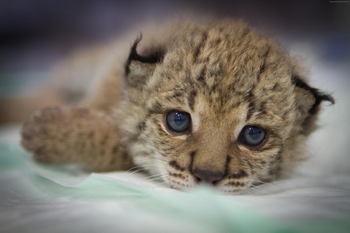 Baby Lynx Kitten