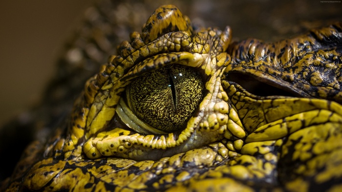 Close-up of a Crocodile's Eye