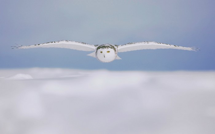 Snowy owl in flight over clouds