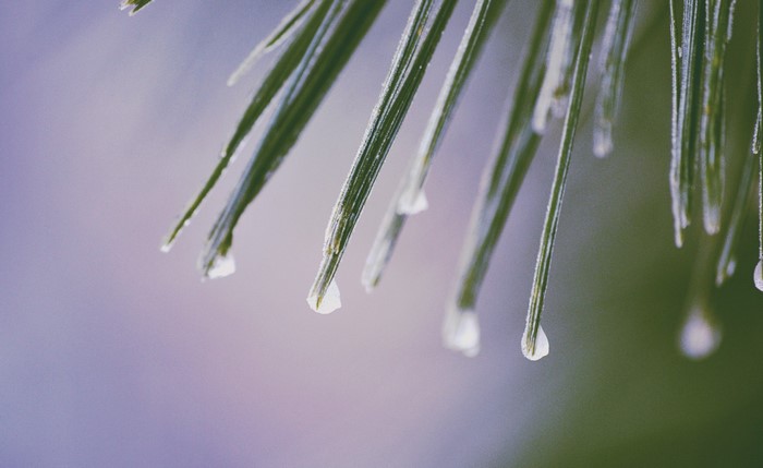 Close-up of pine needles with water droplets