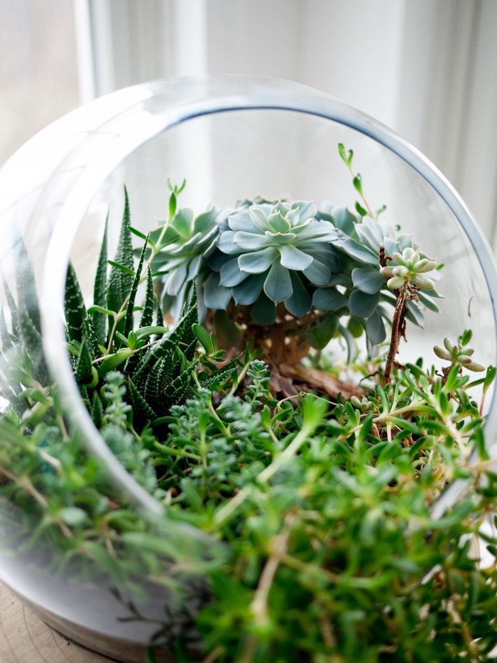 Terrarium with various succulents and green plants