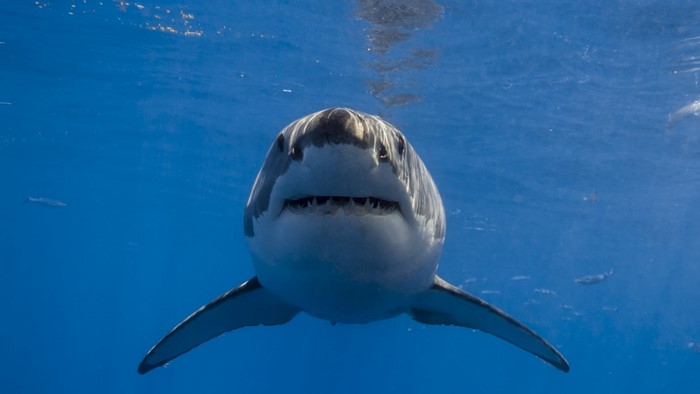 Great White Shark swimming in blue ocean water