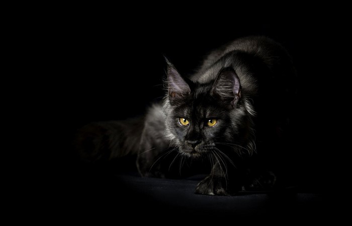 Black Maine Coon cat with yellow eyes in darkness