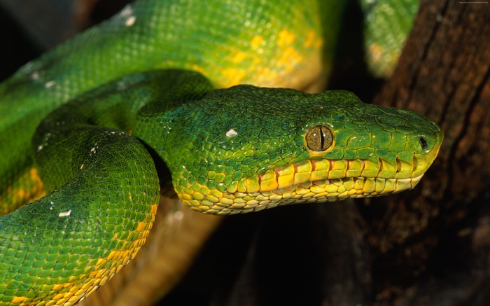 Emerald Tree Boa snake with yellow markings