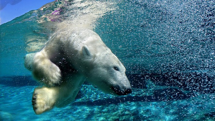 animals, sea, wildlife, polar bears, Arctic, biology, ocean, bear ...