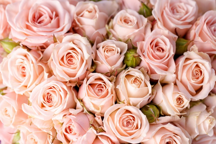 Pink Roses Bouquet 4K