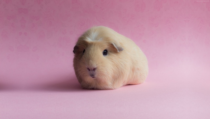 A cute guinea pig on a pink background