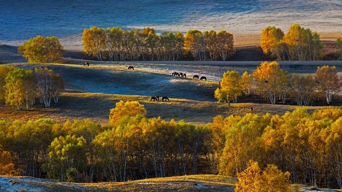 Horses grazing on a hillside with autumn trees