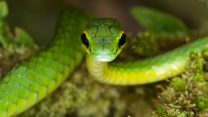Green Satiny Parrot Snake with large eyes