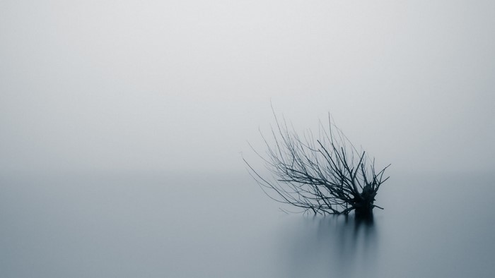 Bare tree in misty water with long exposure