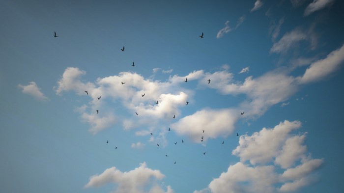 Flock of birds flying in a blue sky with clouds