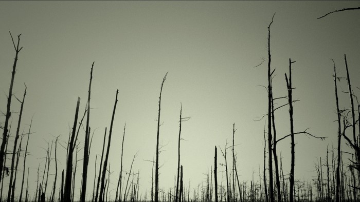 Dead trees against a pale sky