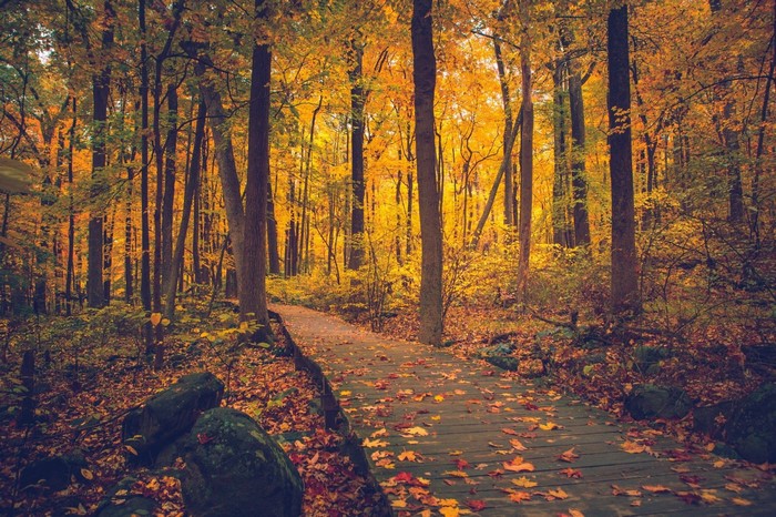 Wooden walkway through an autumn forest with fallen leaves