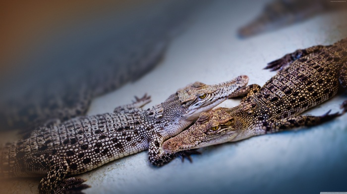 Two baby crocodiles resting together