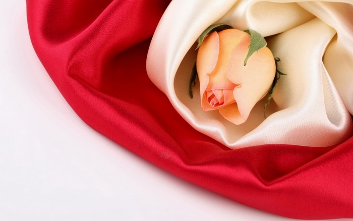 Peach rose nestled in red and cream silk fabric