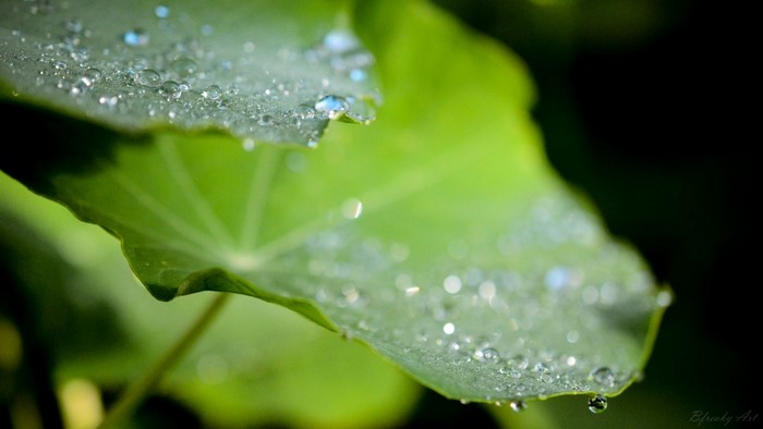 Close-up of water drops on green leaves