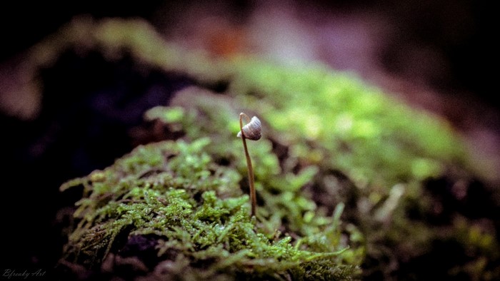 A tiny mushroom sprouts from moss in a forest