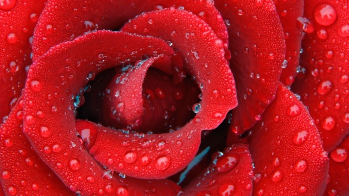 Close up of a red rose with water droplets