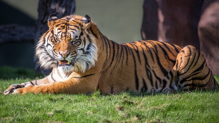 Tiger lying on grass with mouth open