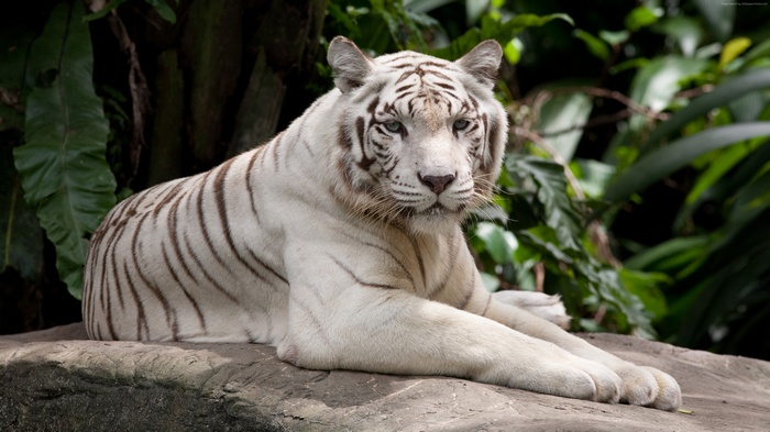 White tiger resting on a rock