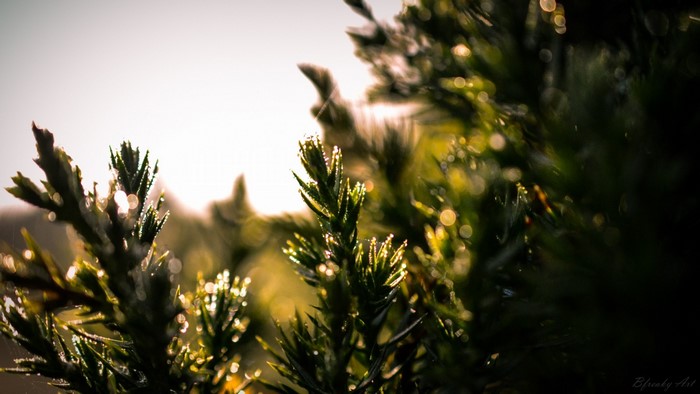 Close-up of dew-covered pine needles in sunlight