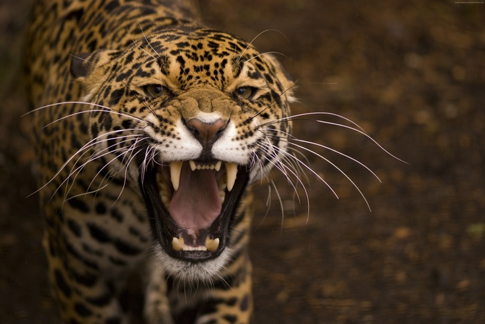 Jaguar snarling with mouth open showing teeth