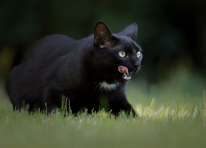 Black cat with green eyes licking its nose in grass