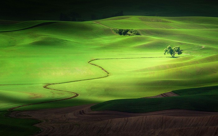 Rolling green hills with a winding path and a lone tree