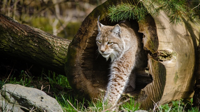 Lynx emerging from a hollow log