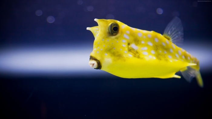 Yellow Cowfish with white spots underwater