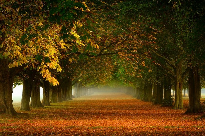 Autumn tree tunnel with fallen leaves and mist