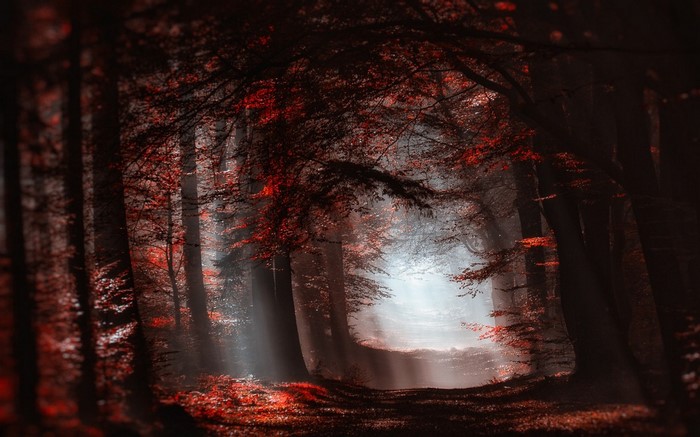Sunlight filtering through a dark, misty forest with red leaves