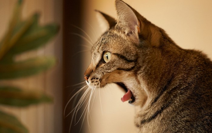 Tabby cat yawning with green eyes