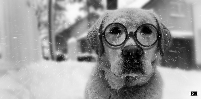 Black and white photo of a dog wearing glasses in the snow