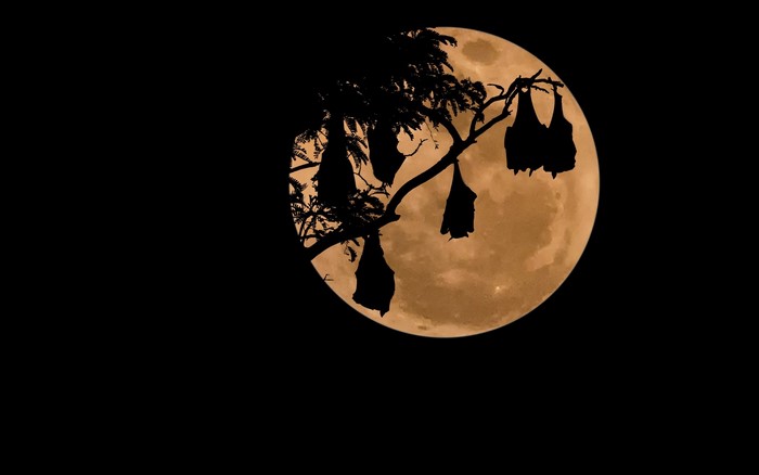 Bats hanging from a tree branch in front of the moon