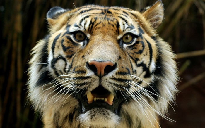 Close up of a tiger's face with mouth open