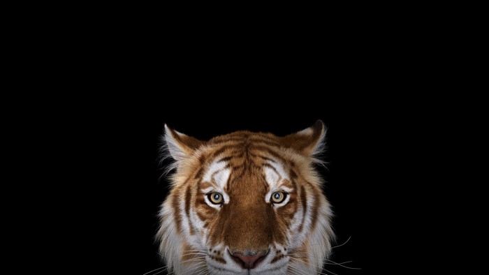 Close up of a tiger's face on a black background