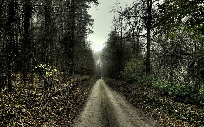 Dirt road through a misty autumn forest